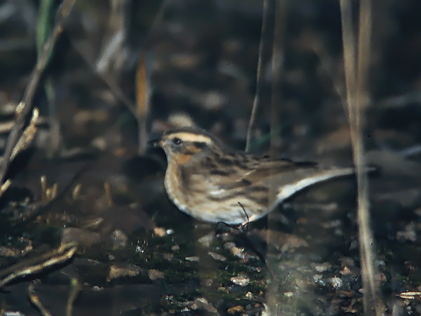 Mustakurkkurautiainen, Black-throated Accentor, Prunella atrogularis